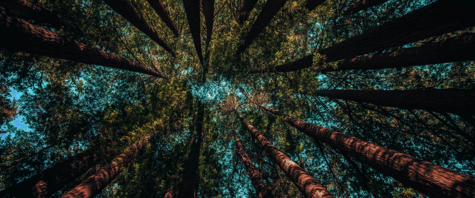 Bottom-up view of trees in a forest