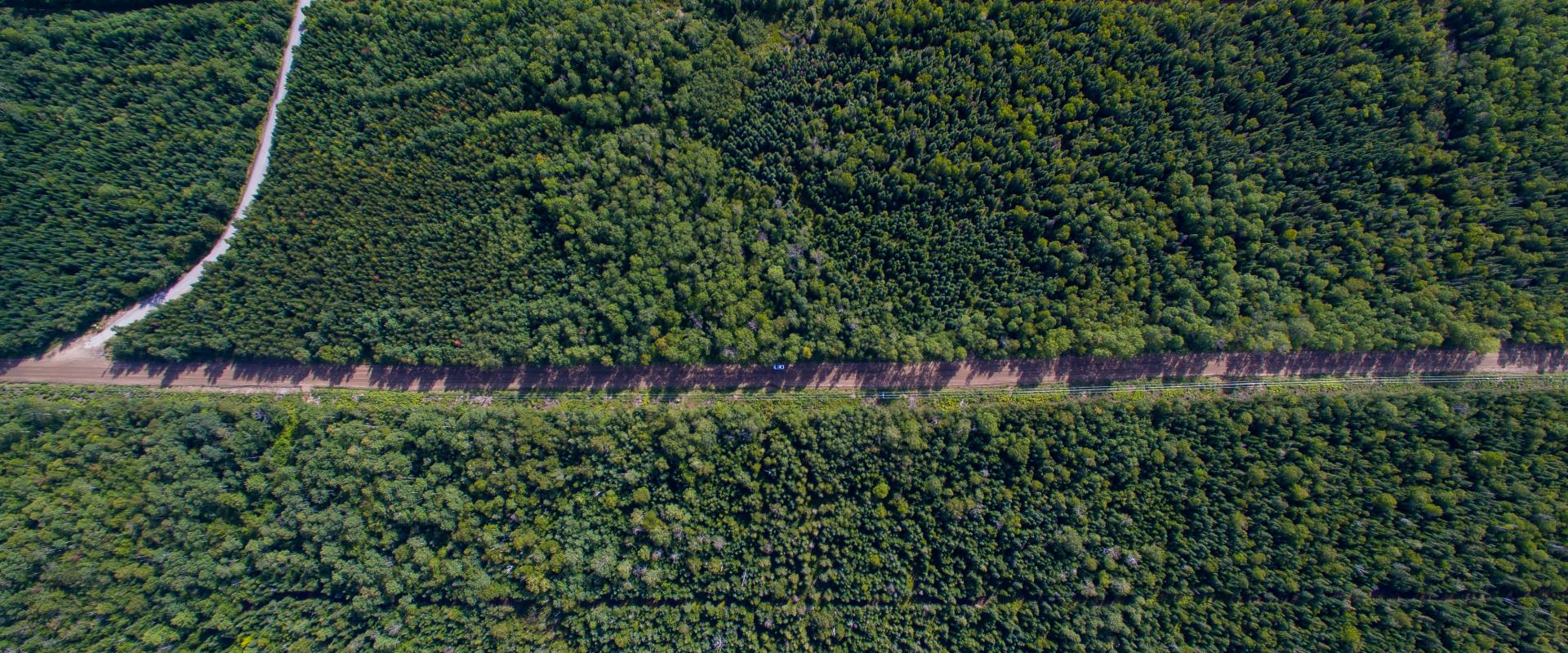 single road in the fields